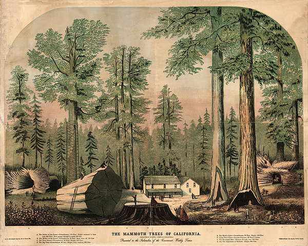 Calaveras Grove sequoias in California, including Mother of the Forest, before 1860